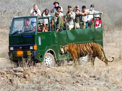 corbett canter safari