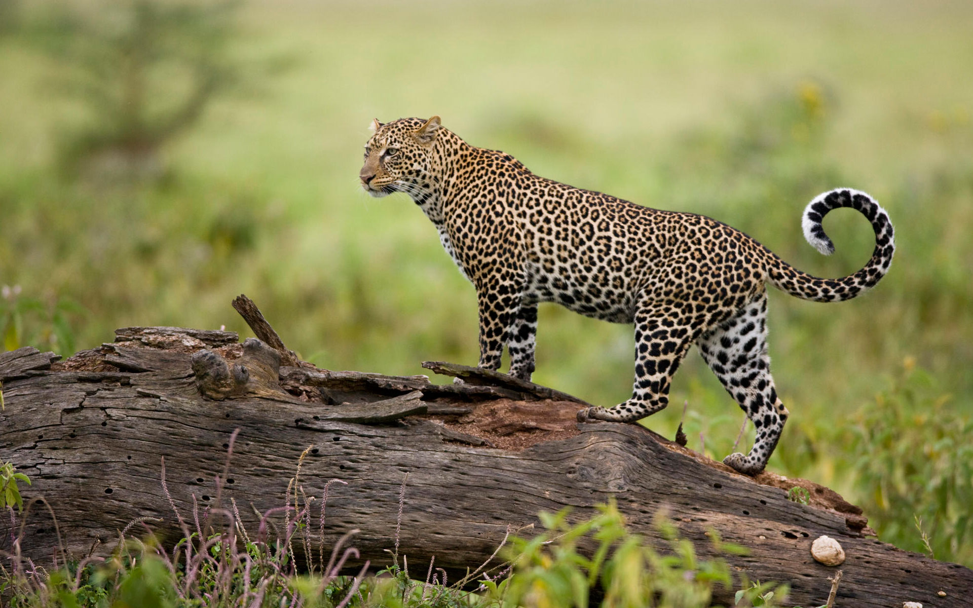 gir national park banner